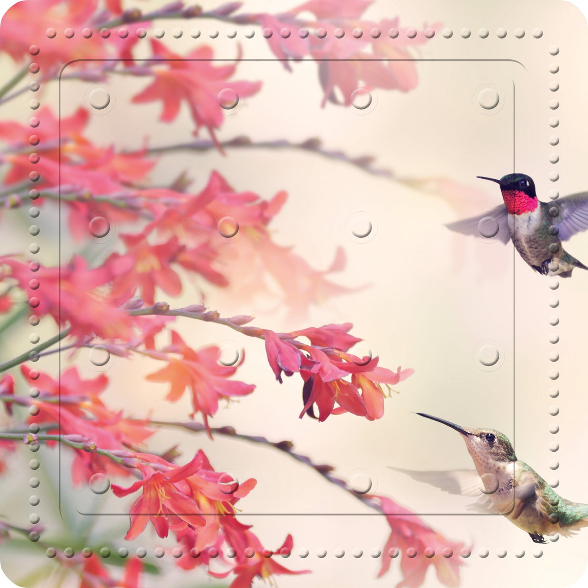 Zwei Kolibris fliegen vor roten Blüten vor hellem, weichem Hintergrund